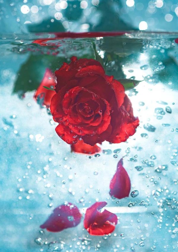 Rose water – the centuries old beauty staple – has never been hotter