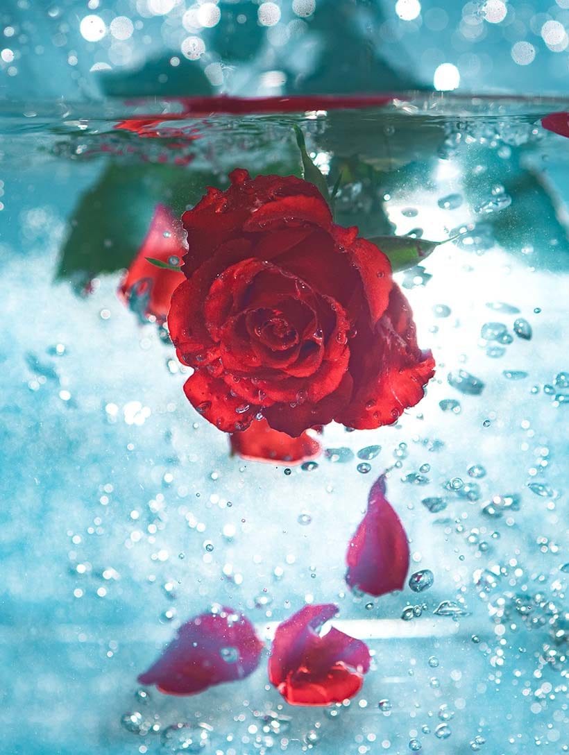 Rose water – the centuries old beauty staple – has never been hotter