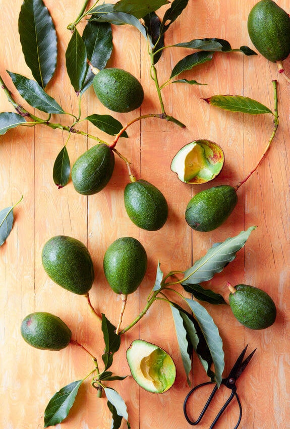 Forget the fruit, stock up on avocado leaves instead
