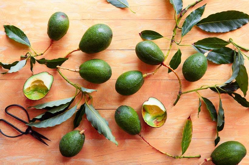 avocado leaves benefits