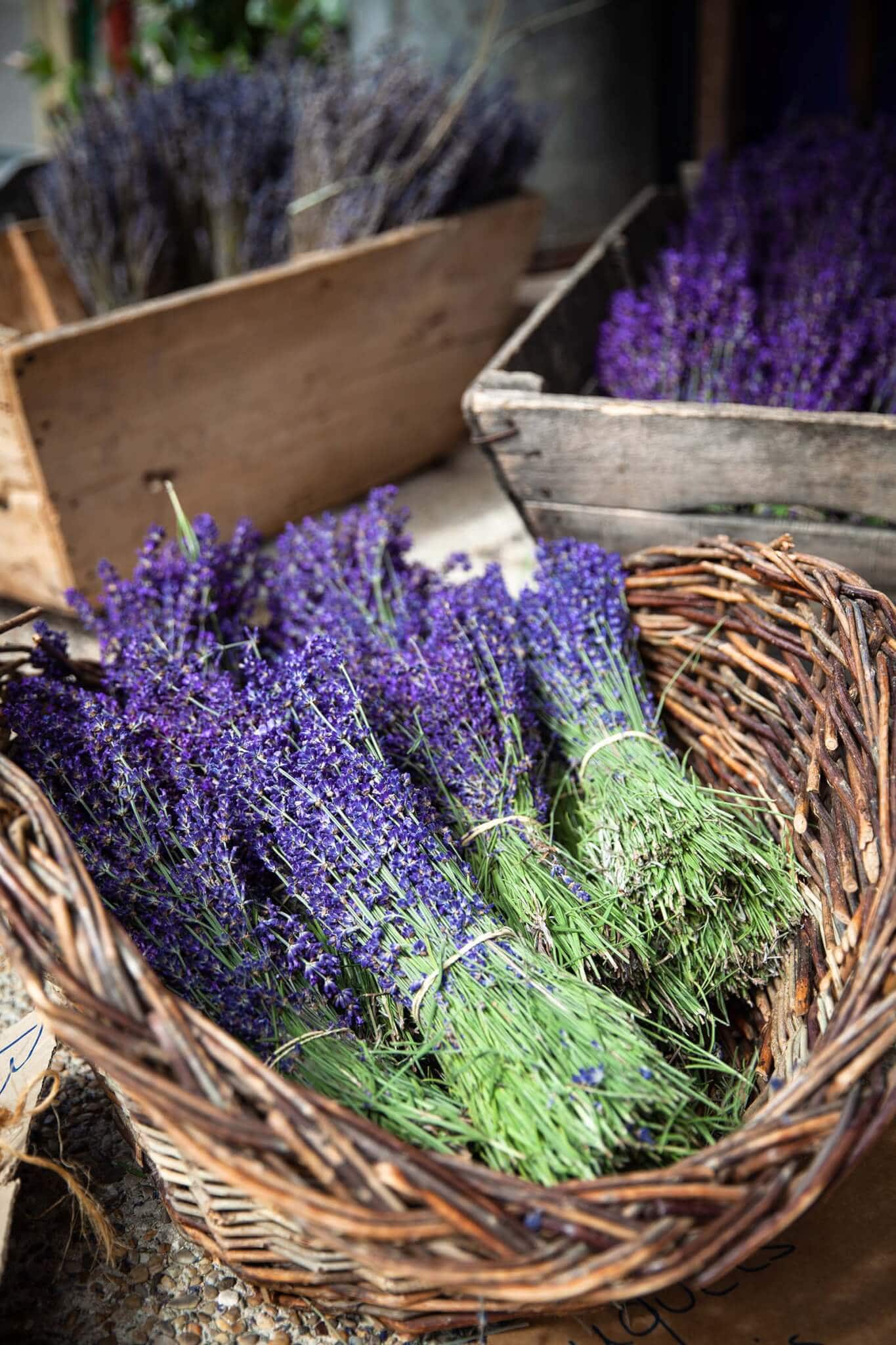 lavender oil skin benefits