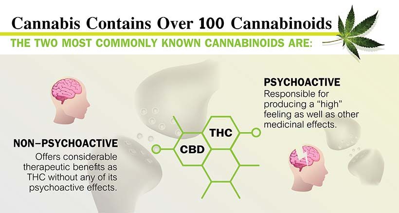 cannabis vs thc