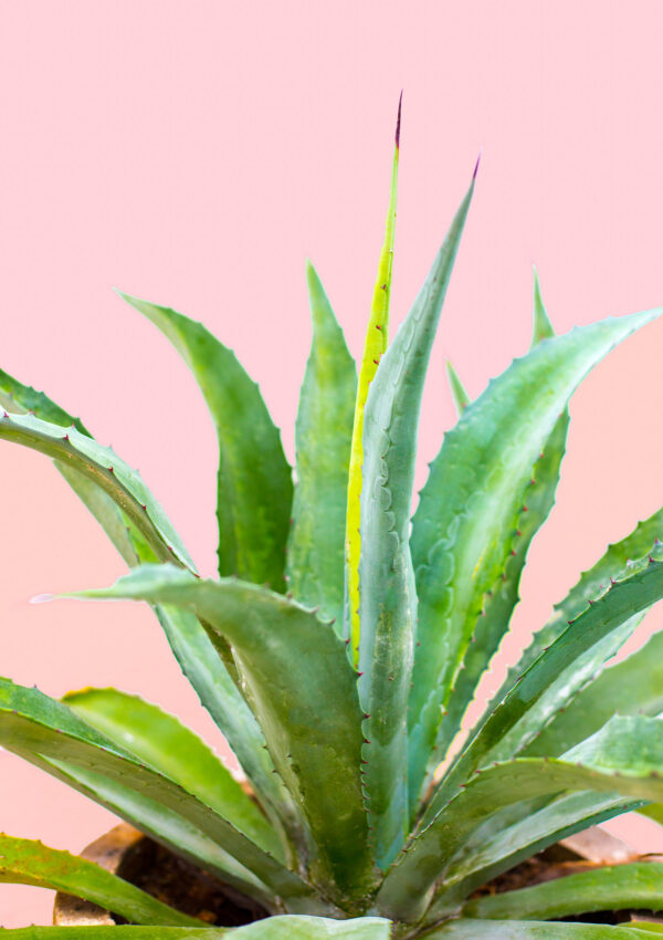 22 ways to use aloe vera for face, body and hair (all backed by science!)