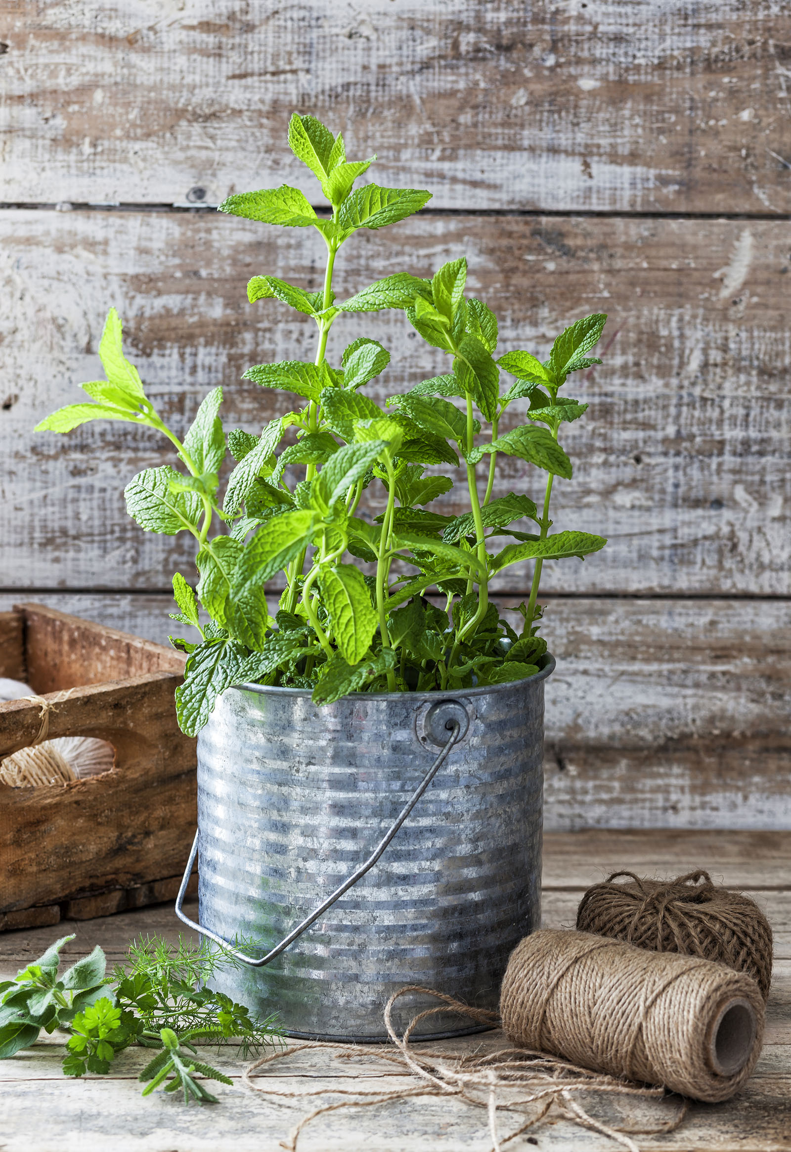 mint plant and its benefits in summer