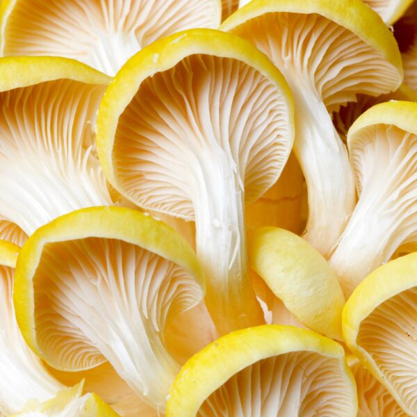 mushroom skincare, mushroom benefits