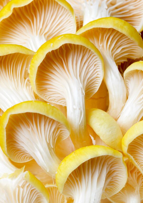 Mushrooms for skincare: Your ULTIMATE guide to beauty’s hottest discovery
