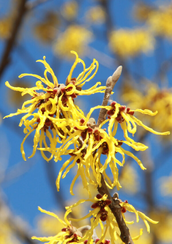 Witch hazel for skincare: Adding magic (and science!) to your beauty routine