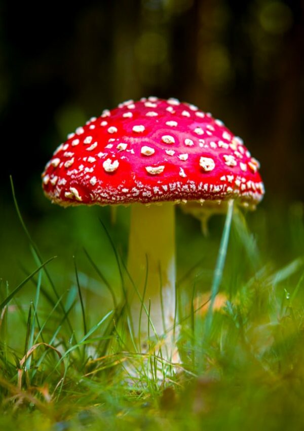 mushrooms for skincare