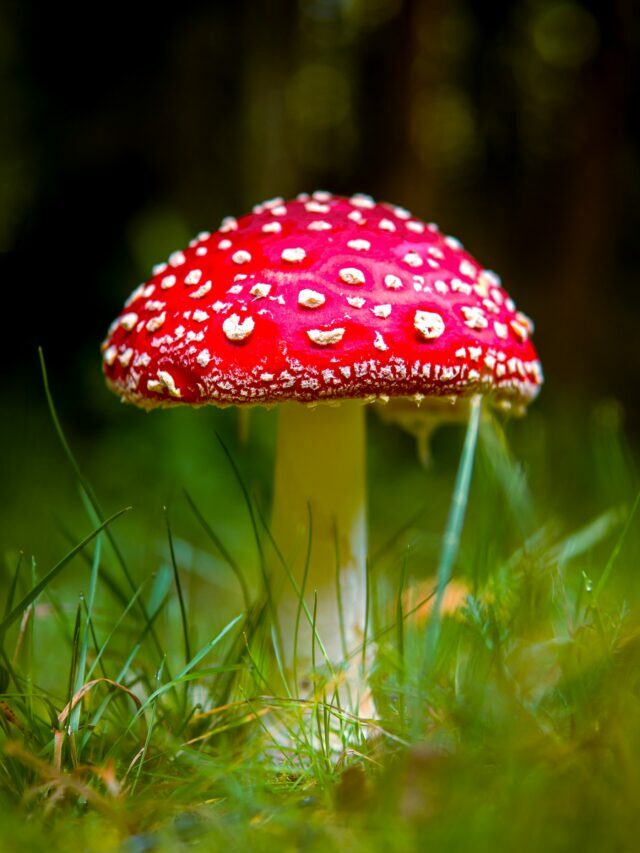 Mushrooms For Skincare