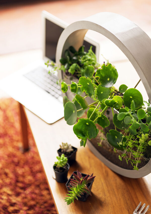 Indoor gardening systems: Green up your home without sunlight, space or effort!