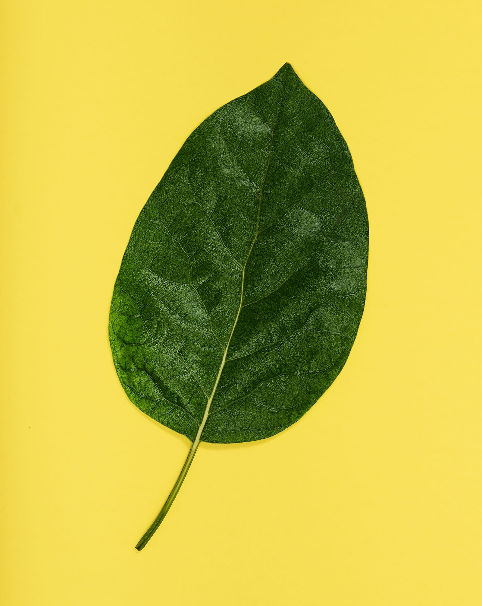 avocado leaf