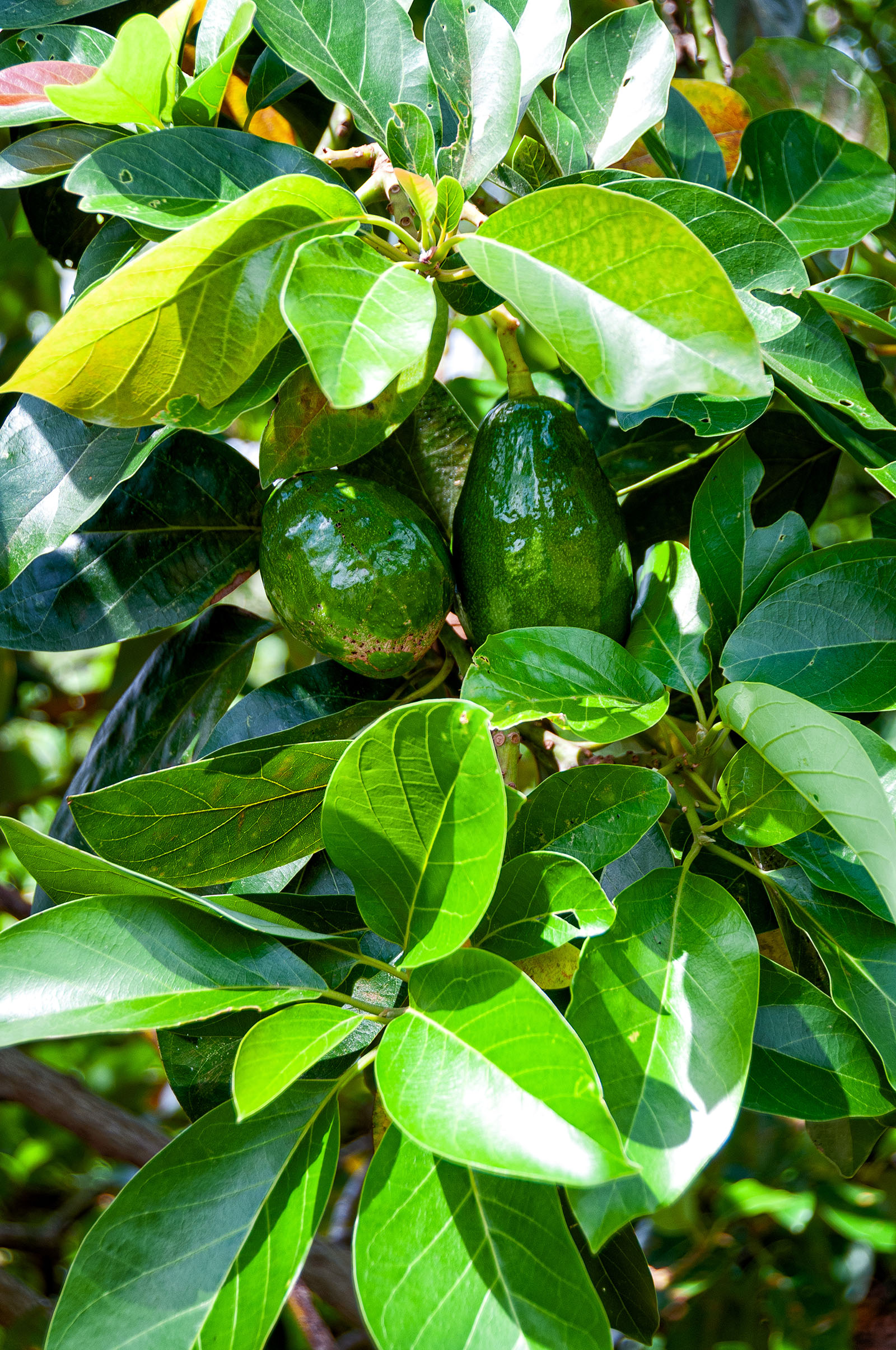 avocado leaves on a tree